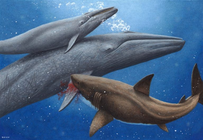 Megalodon attacking blue whale - Esther van Hulsen